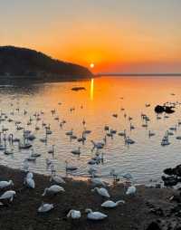 威海大天鵝,數百隻羽翼映朝霞