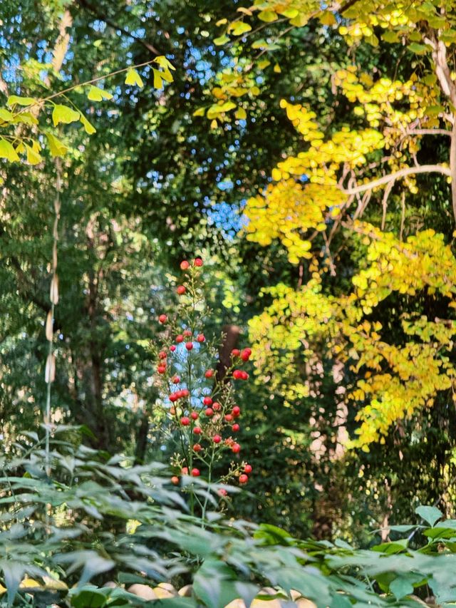 漫步詩歌裡成都浣花溪公園的神仙玩法