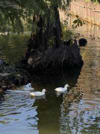 絕美莫愁湖打卡攻略