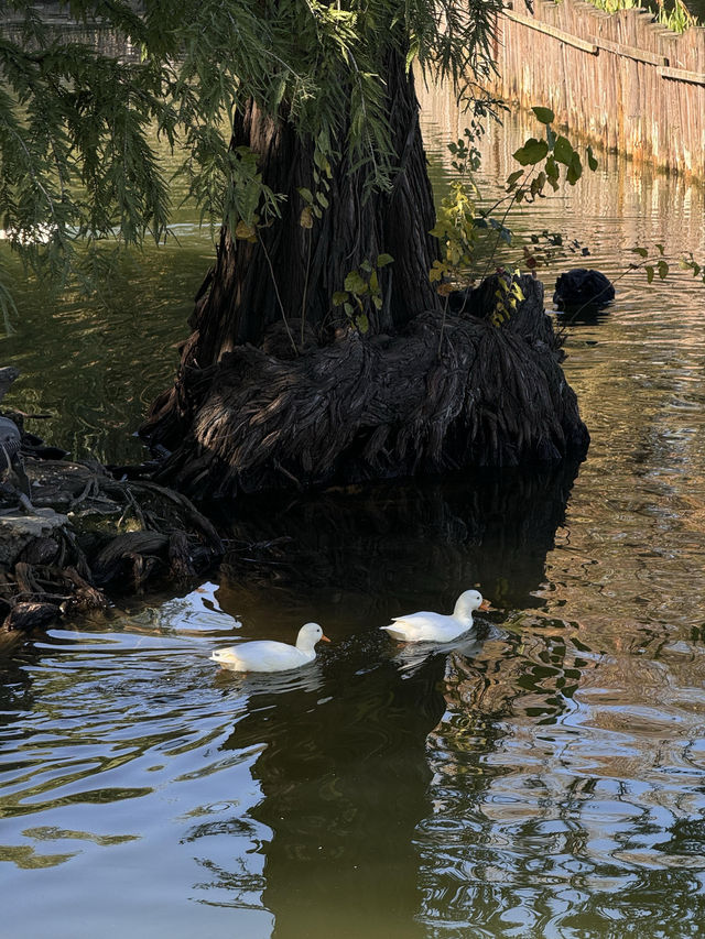 絕美莫愁湖打卡攻略