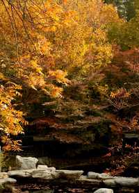 百花苑尋秋意