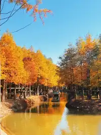 11.15皖南川藏線之落羽紅杉林