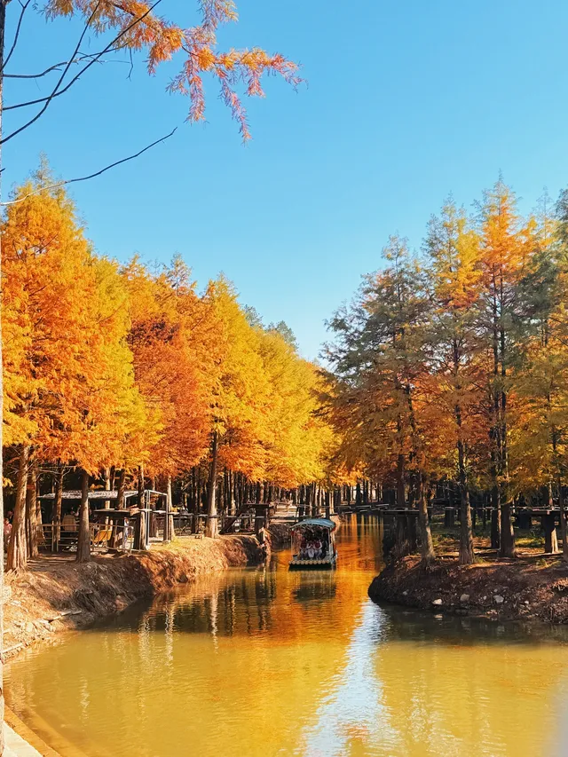 11.15皖南川藏線之落羽紅杉林 11.15皖南川藏線之落羽紅杉林