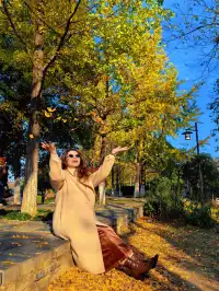 11.20實拍，武漢市中心看銀杏就這裡人最少