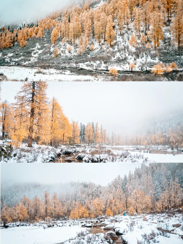 黨嶺3天2夜徒步攻略(不露營版) 黨嶺3天2夜徒步攻略(不露營版)