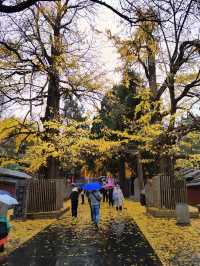 少林寺不僅有武學,還有銀杏!