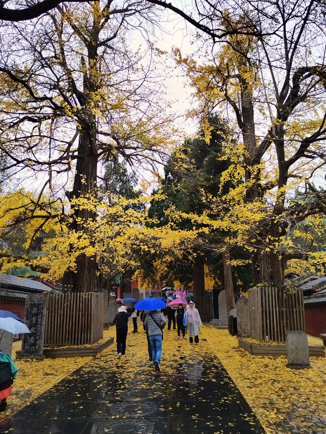 少林寺不僅有武學,還有銀杏! 少林寺不僅有武學,還有銀杏!