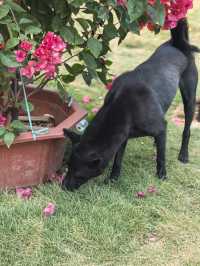 銀杏金黃遇見古建