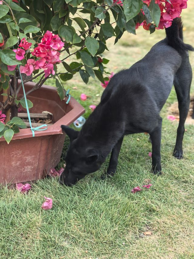 銀杏金黃遇見古建 銀杏金黃遇見古建