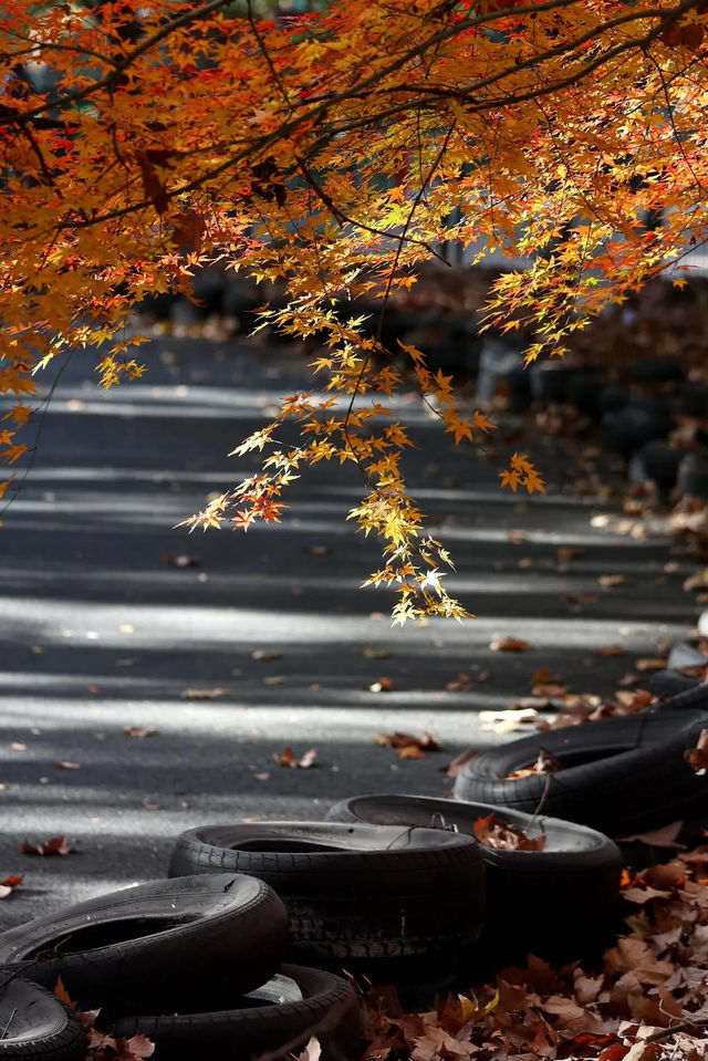 上海市區的秋日火焰!共青森林公園紅楓正當時 上海市區的秋日火焰!共青森林公園紅楓正當時