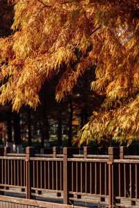 上海秋日私藏3 個小眾賞秋地人少出片不踩雷