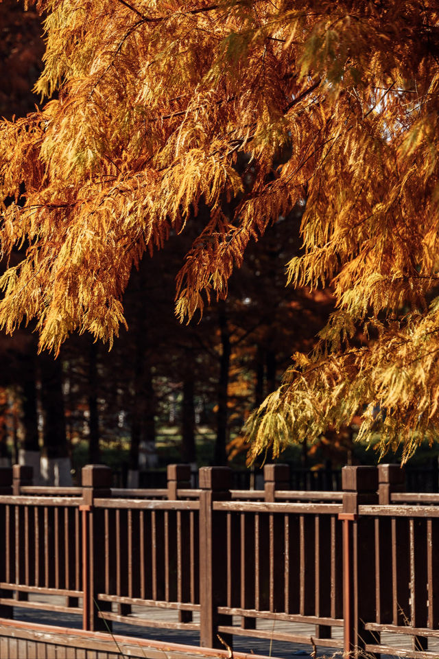 上海秋日私藏3 個小眾賞秋地人少出片不踩雷 上海秋日私藏3 個小眾賞秋地人少出片不踩雷