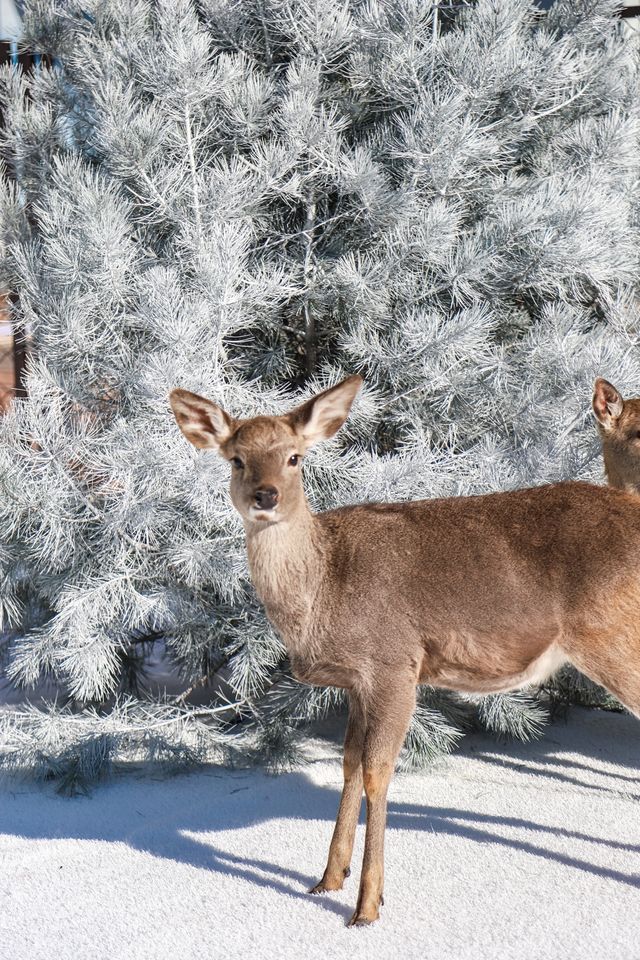 不出青島也能在 雪凇下和小鹿貼貼 不出青島也能在 雪凇下和小鹿貼貼
