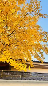 湖州·長興十里銀杏長廊|鋪就一地金黃!