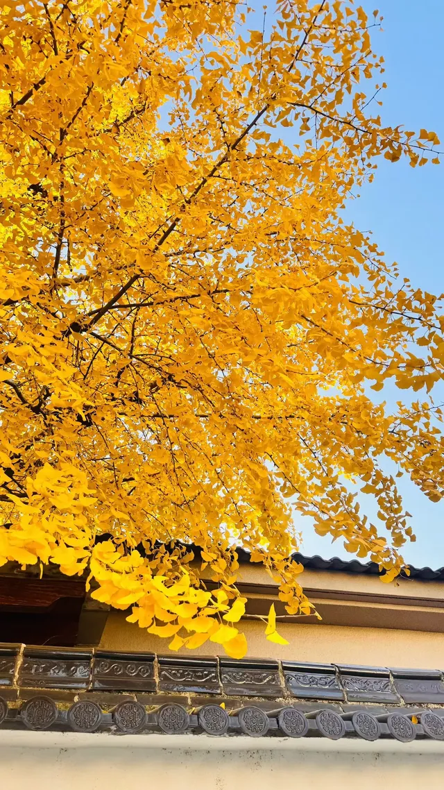 湖州·長興十里銀杏長廊|鋪就一地金黃! 湖州·長興十里銀杏長廊|鋪就一地金黃!