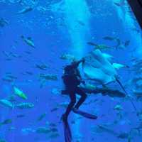 三亞亞特蘭蒂斯必玩!水族館+水世界雙體驗,錯過等於白來