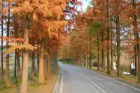 還用去擠白鷺灣?人少景美的水杉秘境!