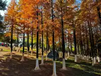 松雅湖落羽杉實況,拍照還是建議烈士公園