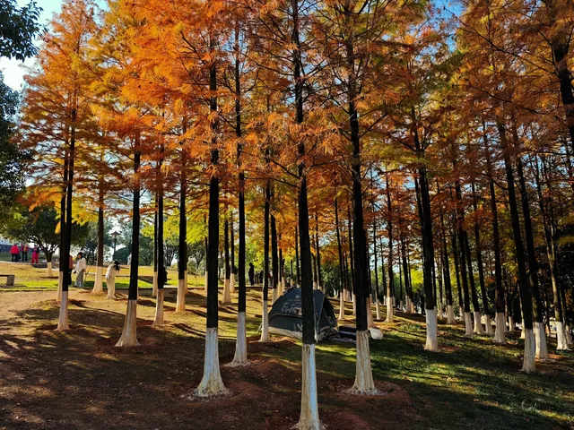 松雅湖落羽杉實況,拍照還是建議烈士公園 松雅湖落羽杉實況,拍照還是建議烈士公園