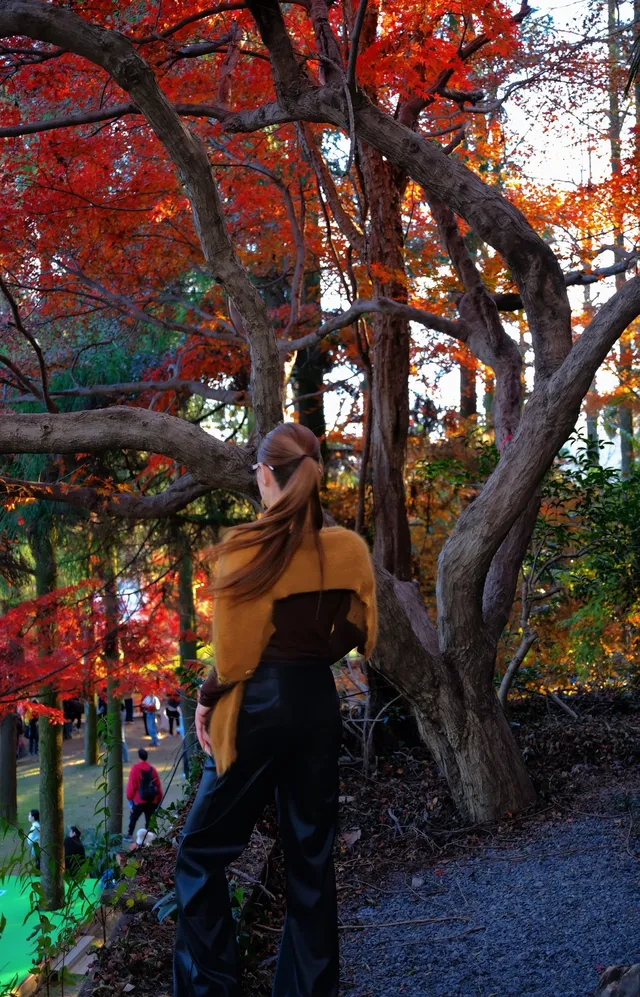 莫干山|一日賞楓11.30日 莫干山|一日賞楓11.30日