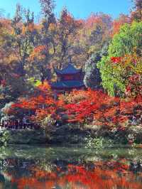 美到失語嶽麓山的絕美楓葉季來啦!