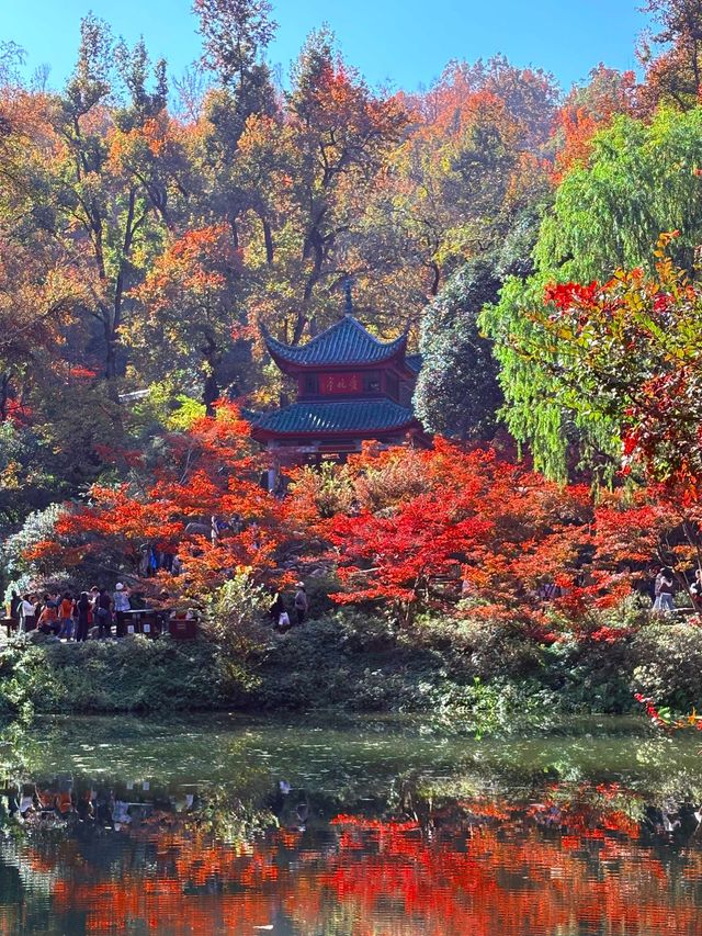美到失語嶽麓山的絕美楓葉季來啦! 美到失語嶽麓山的絕美楓葉季來啦!
