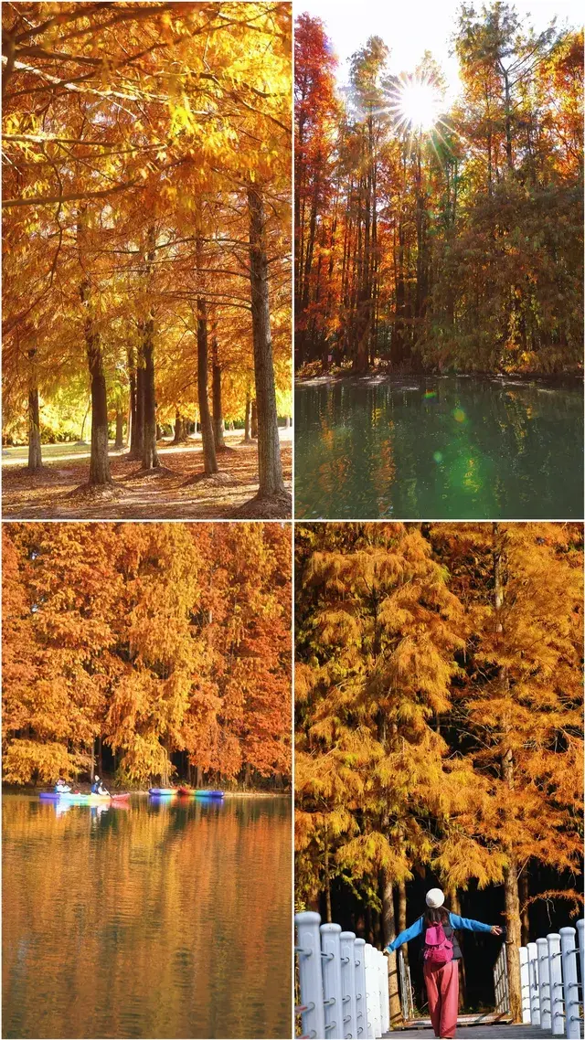 終於等來上海天花板水杉林的封神期附攻略 終於等來上海天花板水杉林的封神期附攻略