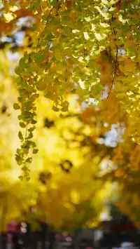 杭州清吟街|秋冬限定的金色浪漫