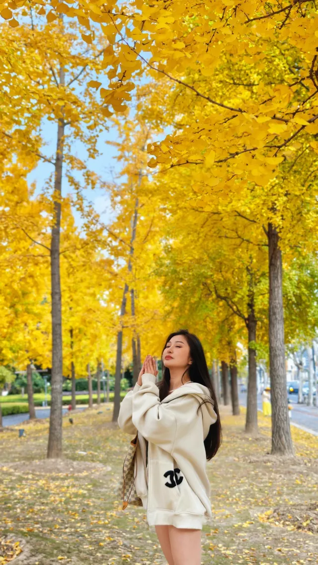 黃金城道及周邊最全銀杏拍攝citywalk路線 黃金城道及周邊最全銀杏拍攝citywalk路線