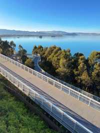 走進畫裡|滇池邊的樹與水與風都是自由的