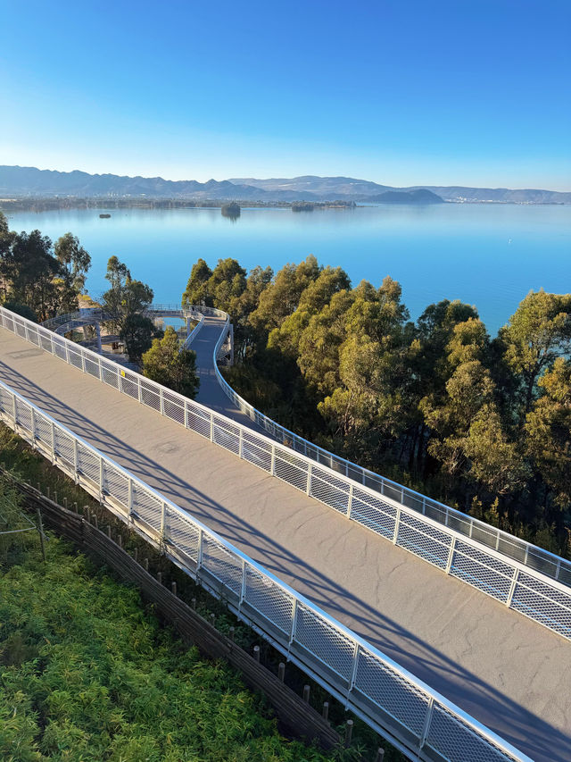 走進畫裡|滇池邊的樹與水與風都是自由的 走進畫裡|滇池邊的樹與水與風都是自由的