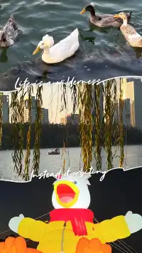 賞銀杏~一定要來玄武湖梁洲覽勝閣~