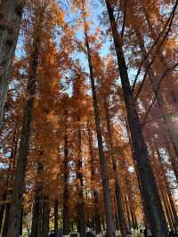 冬日限定|被這片絕美紅楓刷屏了!隨手一拍都是大片