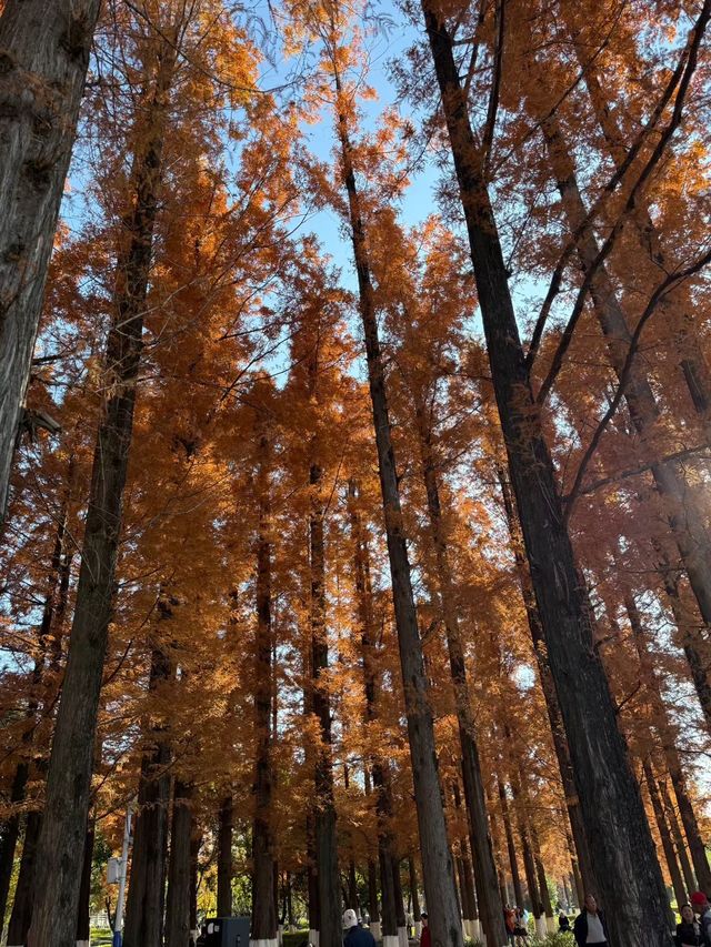 冬日限定|被這片絕美紅楓刷屏了!隨手一拍都是大片 冬日限定|被這片絕美紅楓刷屏了!隨手一拍都是大片