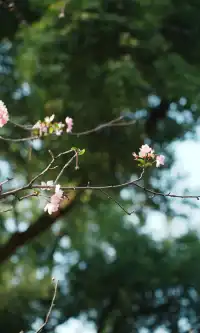 武漢東湖邊藏了個金色+鏽紅色的油畫秋天