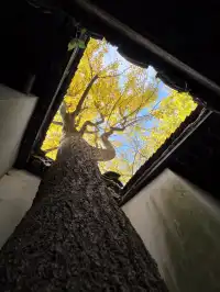 杭州紅楓反向線|3h拍爆西湖秋景~