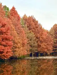 南京12月絕美秋色|玄武日落與鐘山秘境