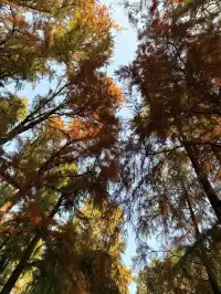 上海秋景封神!共青森林公園拍照真的絕了