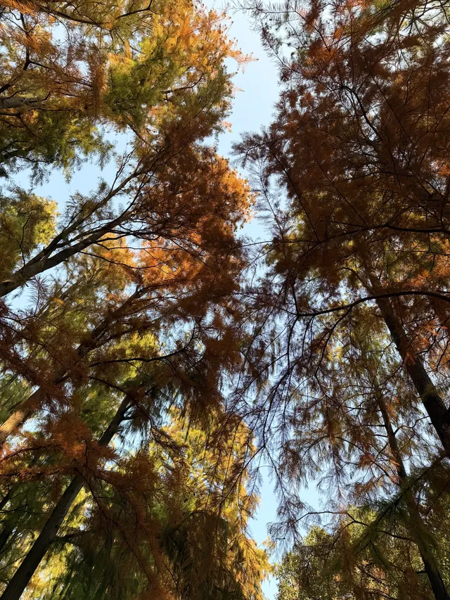 上海秋景封神!共青森林公園拍照真的絕了 上海秋景封神!共青森林公園拍照真的絕了