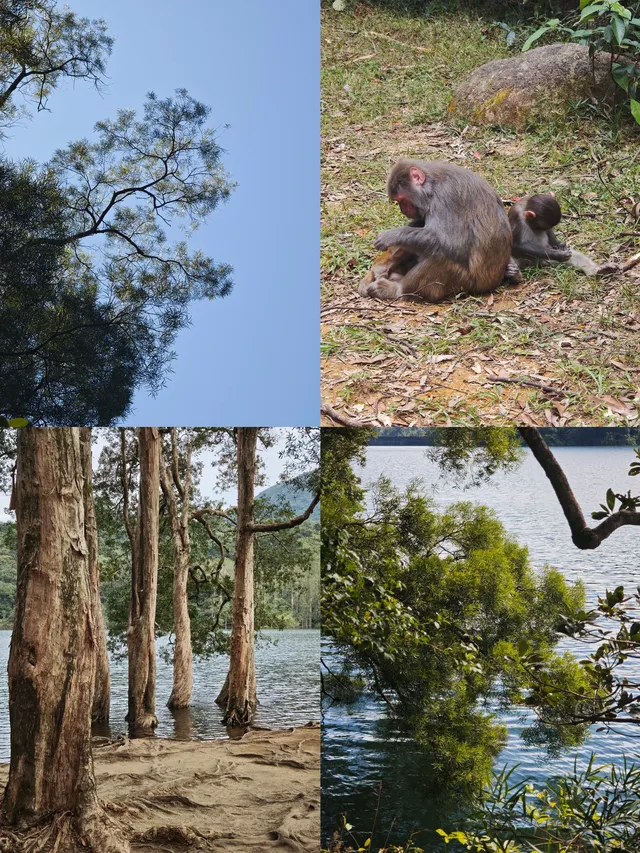 新手徒步路線|城門水塘(附攻略) 新手徒步路線|城門水塘(附攻略)