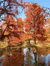 12.14上海青西郊野公園水杉紅了…附攻略