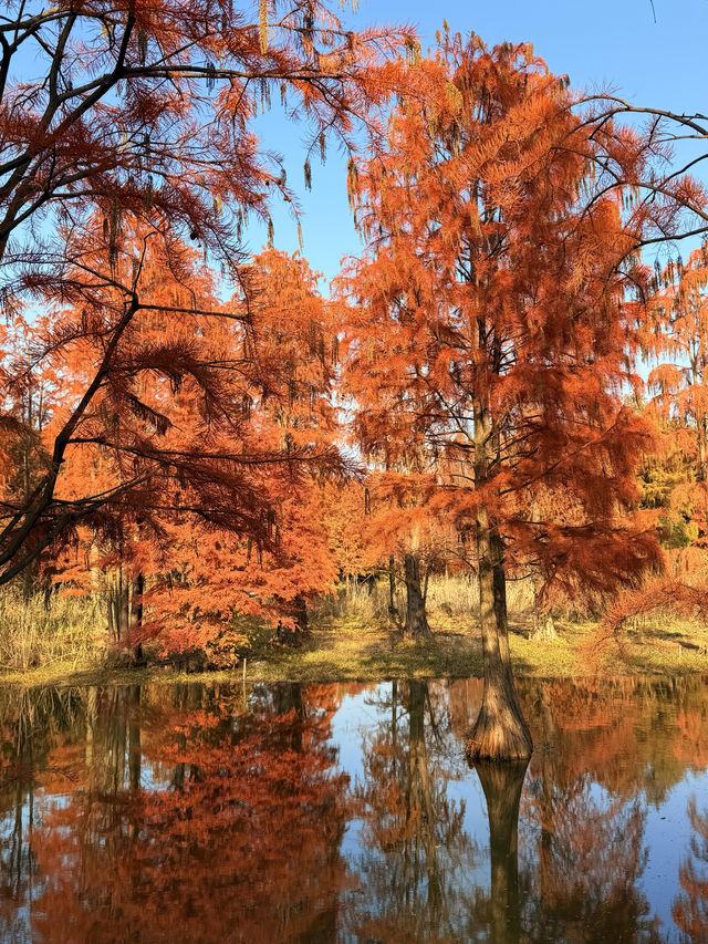 12.14上海青西郊野公園水杉紅了…附攻略 12.14上海青西郊野公園水杉紅了…附攻略