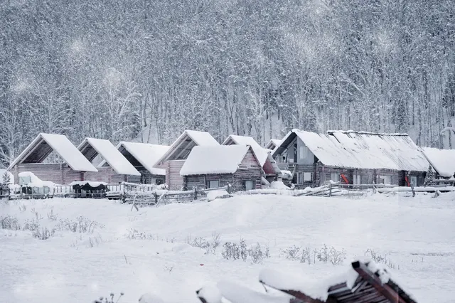 阿達西,今年的禾木我來看了 阿達西,今年的禾木我來看了
