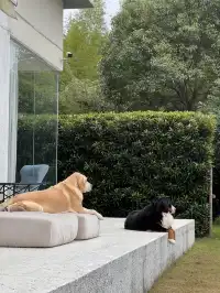 在莫干山見到了頂級的寵物友好