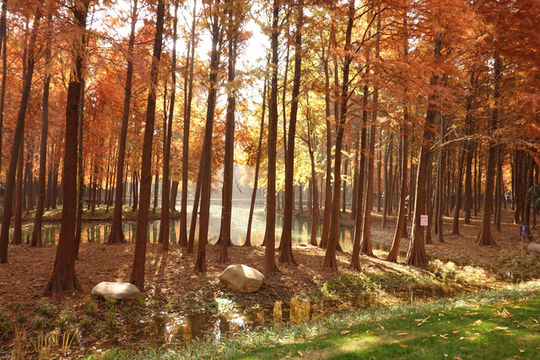 上海新的橫沔公園,開園3天遊客量破萬 上海新的橫沔公園,開園3天遊客量破萬