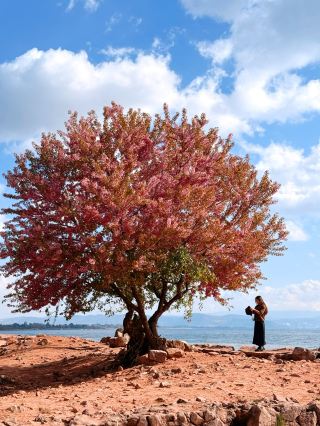 2026 Fuxian Lake 3-Day In-Depth Tour Guide: Unlock Winter's Limited-Time Beauty! Fuxian Lake in winter is absolutely stunning! Red-billed gulls, dawn redwood forests, winter cherry blossoms...