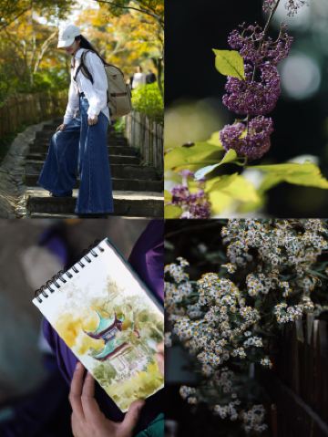 Выставка хризантем на горе Юэлу просто потрясающая! Романтическое осеннее зрелище.