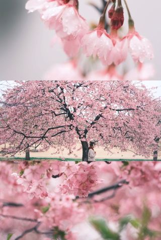 Shanghai · Songjiang | Chenshan Botanical Garden, the surprise of enjoying cherry blossoms on a rainy day