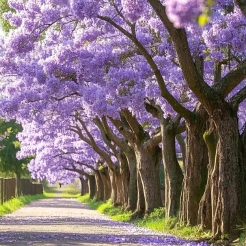 Kunming Jacaranda Guide｜Spring Captured by Purple Romance, This