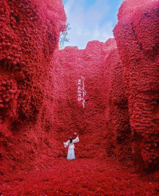 Exchange Spring, ourspring, spring is definitely for flower photography, spring's 